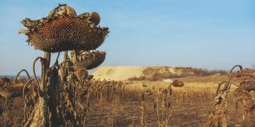 Climate Change Impact: Agriculture Faces 15% Crop Yield Reduction by 2030 - Cover Image