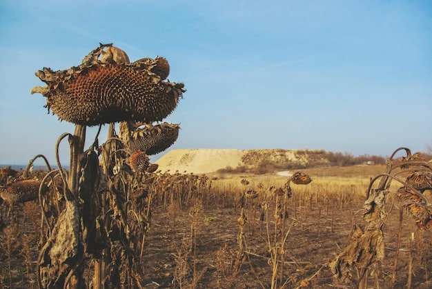 Climate Change Impact: Agriculture Faces 15% Crop Yield Reduction by 2030